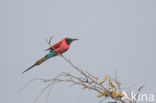 Karmijnrode bijeneter (Merops nubicus)