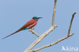 Karmijnrode bijeneter (Merops nubicus)