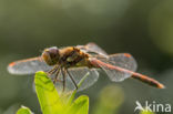 Bruine glazenmaker (Aeshna grandis)