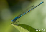 Azure Damselfly (Coenagrion puella)