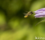 honey bee (Apis mellifera mellifera)