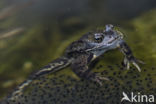 Common Frog (Rana temporaria)