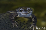 Bruine kikker (Rana temporaria)