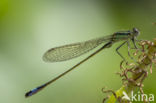 Common Blue Damselfly (Enallagma cyathigerum)