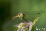 Bruinrode heidelibel (Sympetrum striolatum)