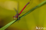 Bruinrode heidelibel (Sympetrum striolatum)