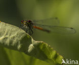 Bruinrode heidelibel (Sympetrum striolatum)