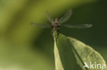 Bruinrode heidelibel (Sympetrum striolatum)