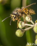 Median Wasp (Dolichovespula media)