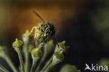 Median Wasp (Dolichovespula media)