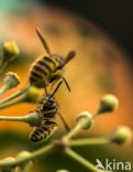 Median Wasp (Dolichovespula media)