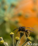 Median Wasp (Dolichovespula media)