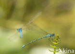 Azuurwaterjuffer (Coenagrion puella)