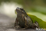 Common Frog (Rana temporaria)