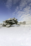 Hoorneboegse Heide