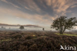 Hoorneboegse Heide