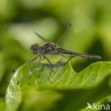 Bruine korenbout (Libellula fulva)