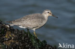 Kanoetstrandloper (Calidris canutus)