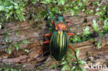 Carabus auronitens