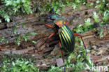 Carabus auronitens