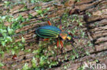 Carabus auronitens