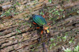 Carabus auronitens