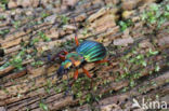 Carabus auronitens
