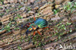 Carabus auronitens