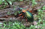 Carabus auronitens