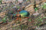 Carabus auronitens