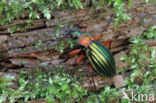 Carabus auronitens