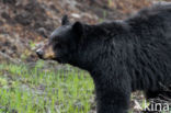 American black bear (Ursus americanus)