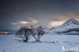 Lofoten eilanden