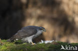 Havik (Accipiter gentilis)