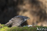 Havik (Accipiter gentilis)