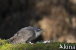 Havik (Accipiter gentilis)