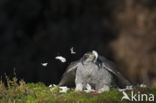 Havik (Accipiter gentilis)