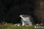 Havik (Accipiter gentilis)