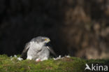 Havik (Accipiter gentilis)