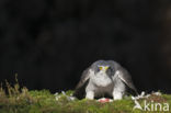 Havik (Accipiter gentilis)