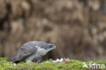 Havik (Accipiter gentilis)