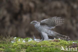 Havik (Accipiter gentilis)