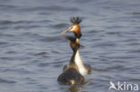 Great Crested Grebe (Podiceps cristatus)