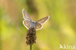 Common Blue (Polyommatus icarus)