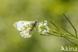 Common Blue (Polyommatus icarus)