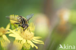 Marmelade Fly (Episyrphus balteatus)