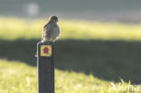 Common Kestrel (Falco tinnunculus)