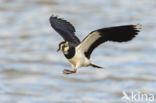 Lapwing (Vanellus vanellus)