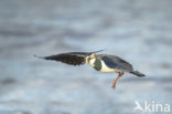 Lapwing (Vanellus vanellus)