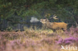 Red Deer (Cervus elaphus)